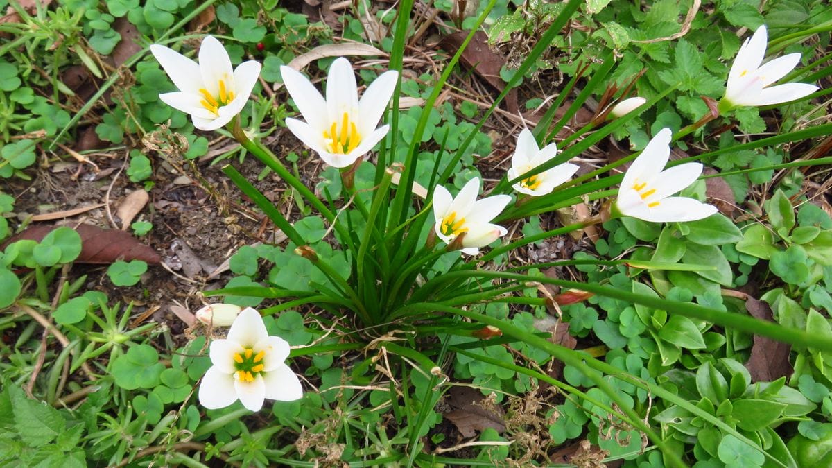 道端の花ータマスダレ