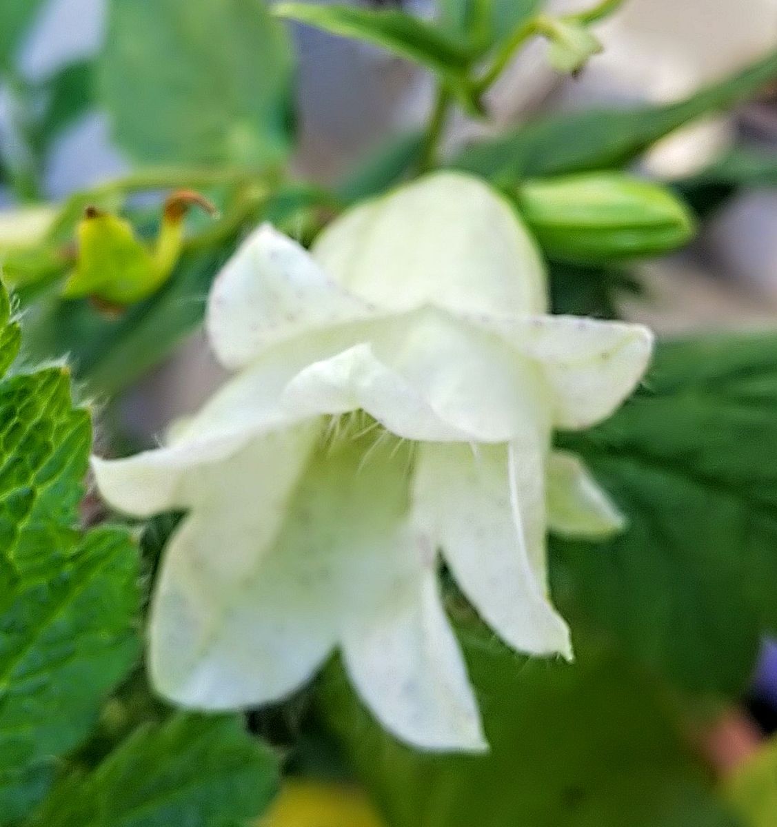 初夏から咲き続ける花たち✨②