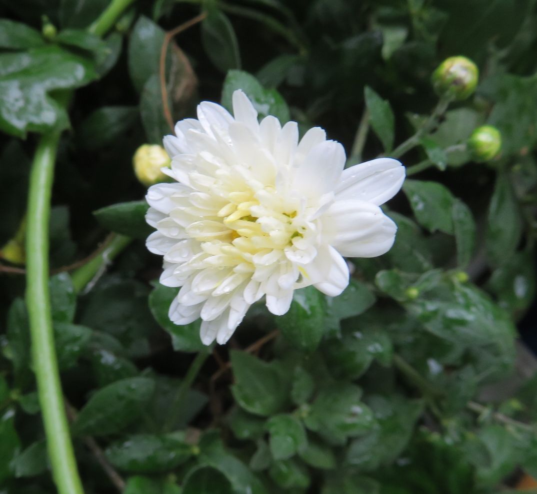 庭で最後の花