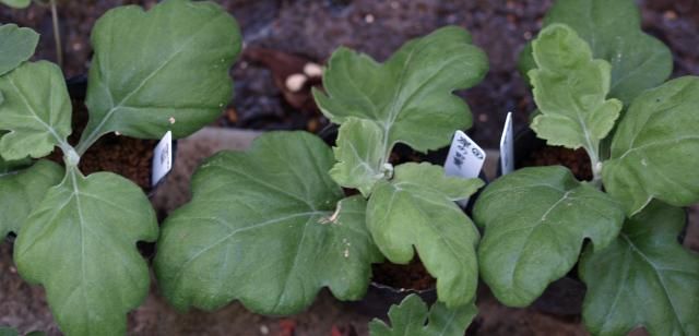 大菊の作業・福助の挿し芽、三枝分けの練習