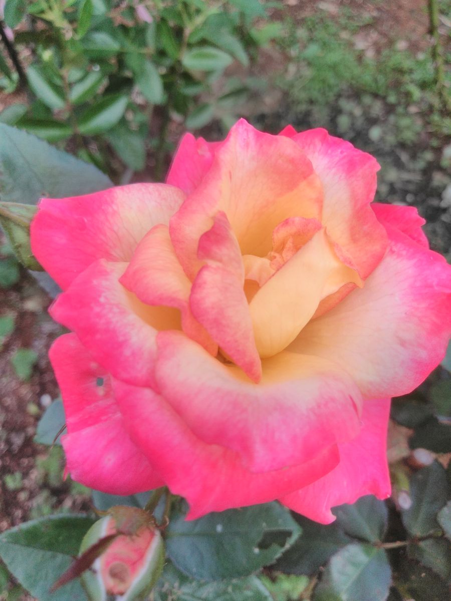 長雨に  叩かれ哀し  薔薇が散る