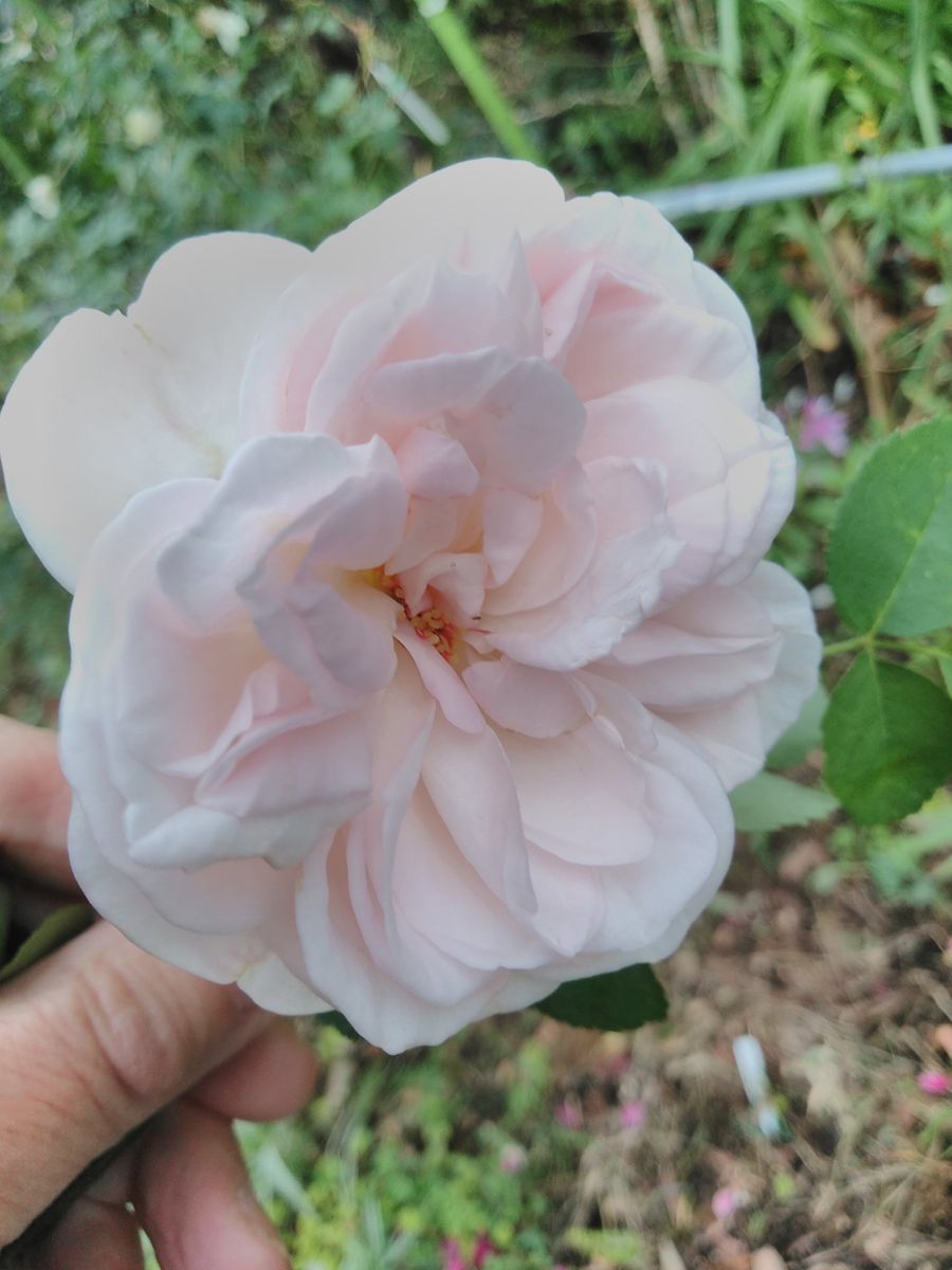 長雨に  叩かれ哀し  薔薇が散る