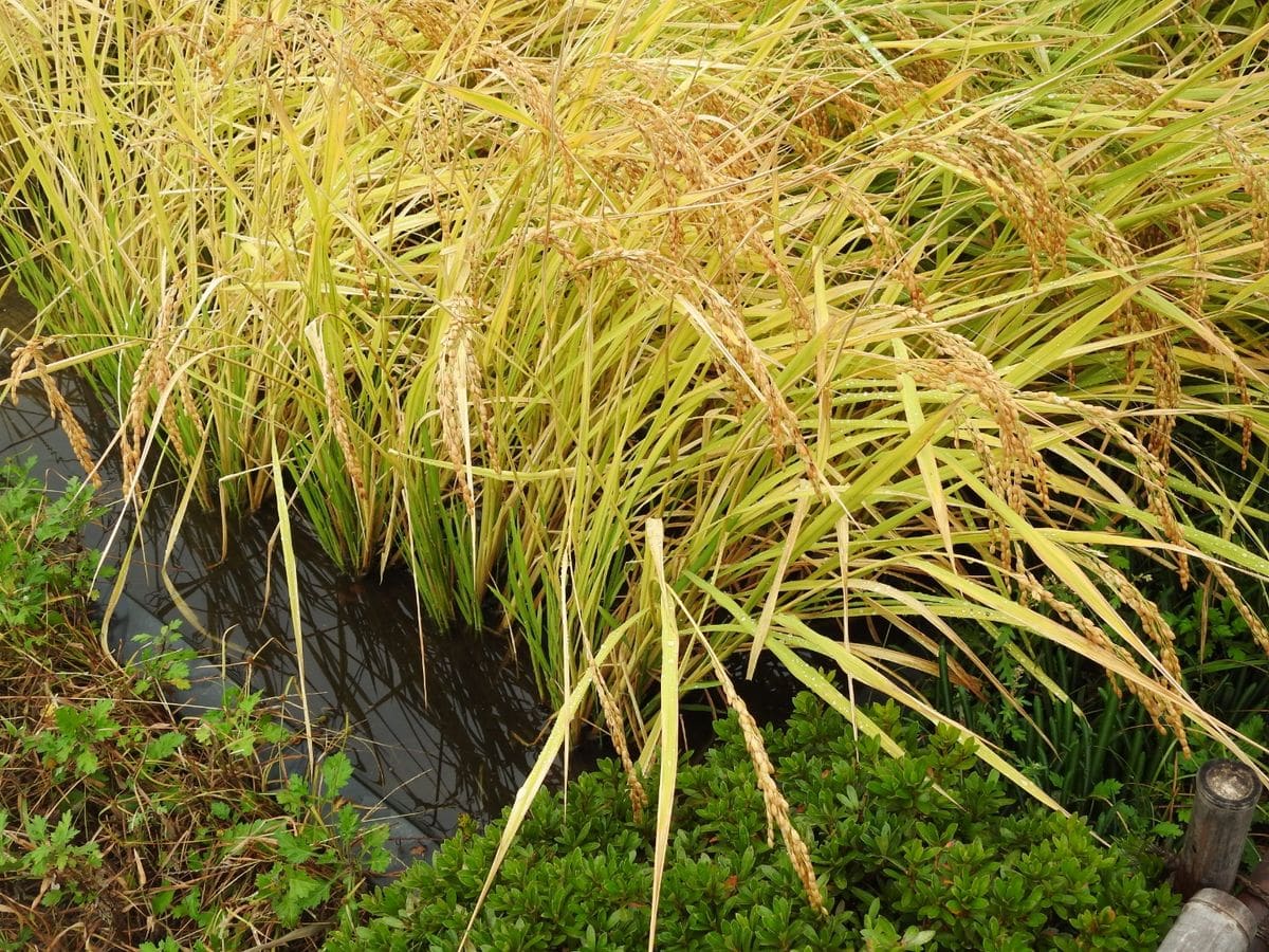 マユミの実。稲🌾。ブッドレア。