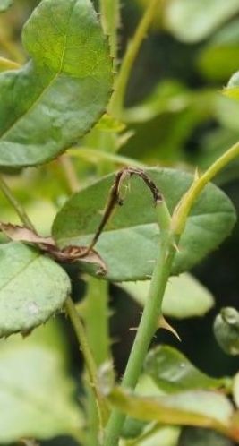 バラゾウムシを味方につける