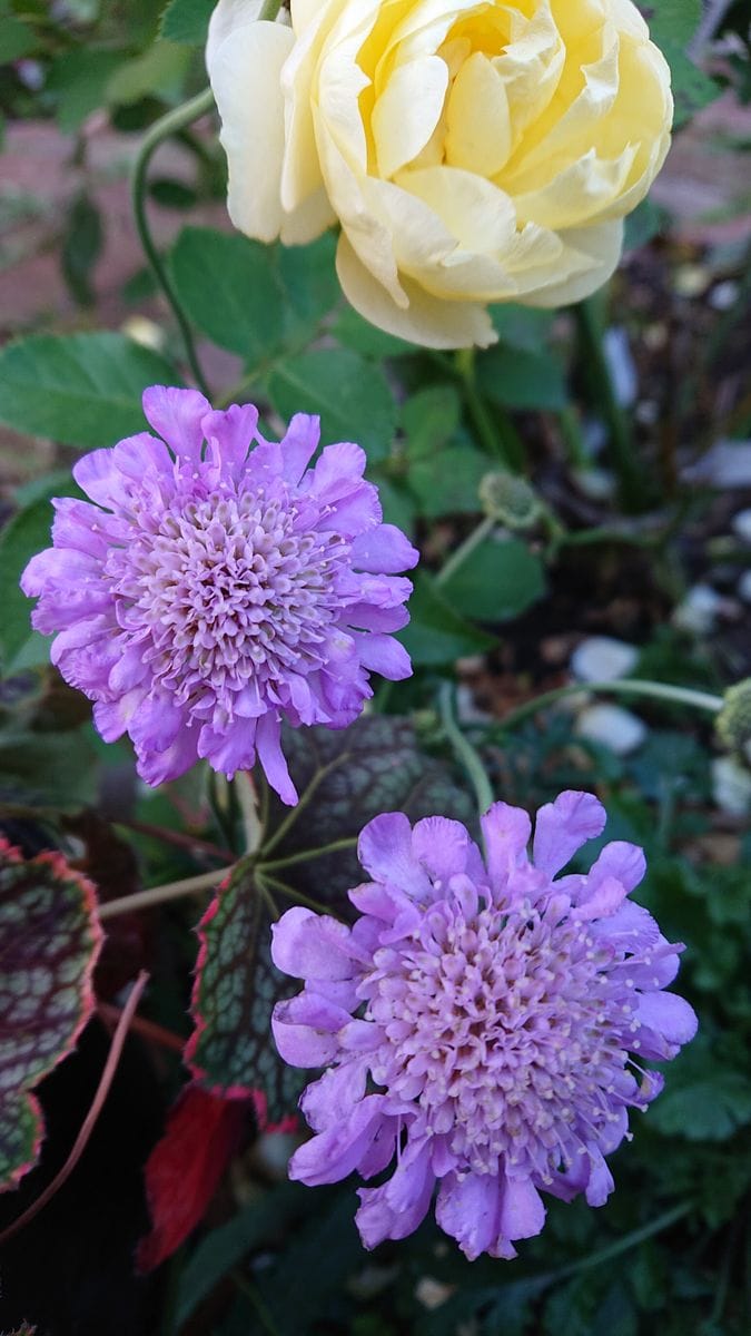 ( ・∇・)🌼いつの間にか咲いてた🌼🌱🌱