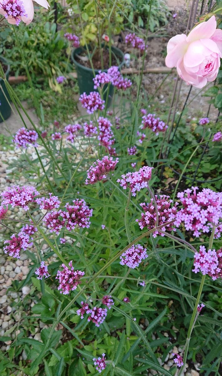 ( ・∇・)🌼いつの間にか咲いてた🌼🌱🌱