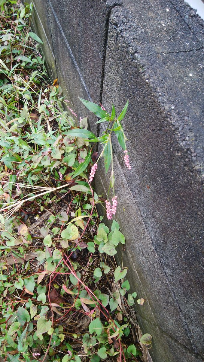 道端の花