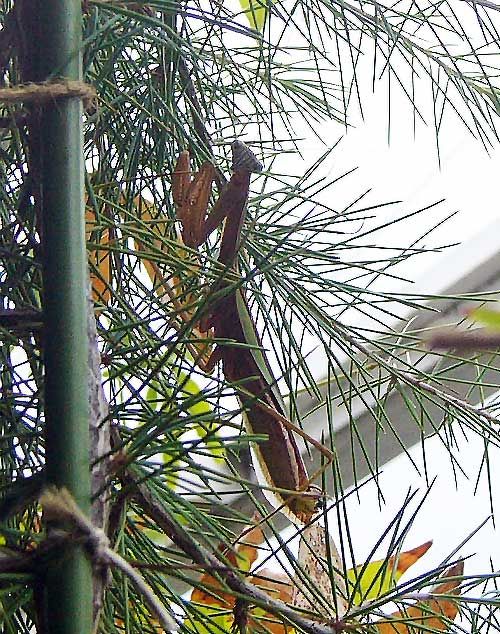 雨上がりのカマキリ（笑）