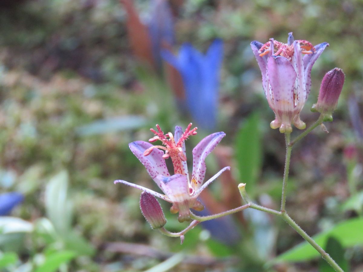 ホトトギスの花が秋の訪れを知らせる