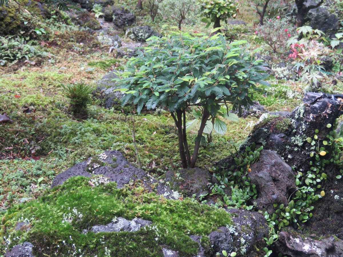 静かな時が流れる苔庭。