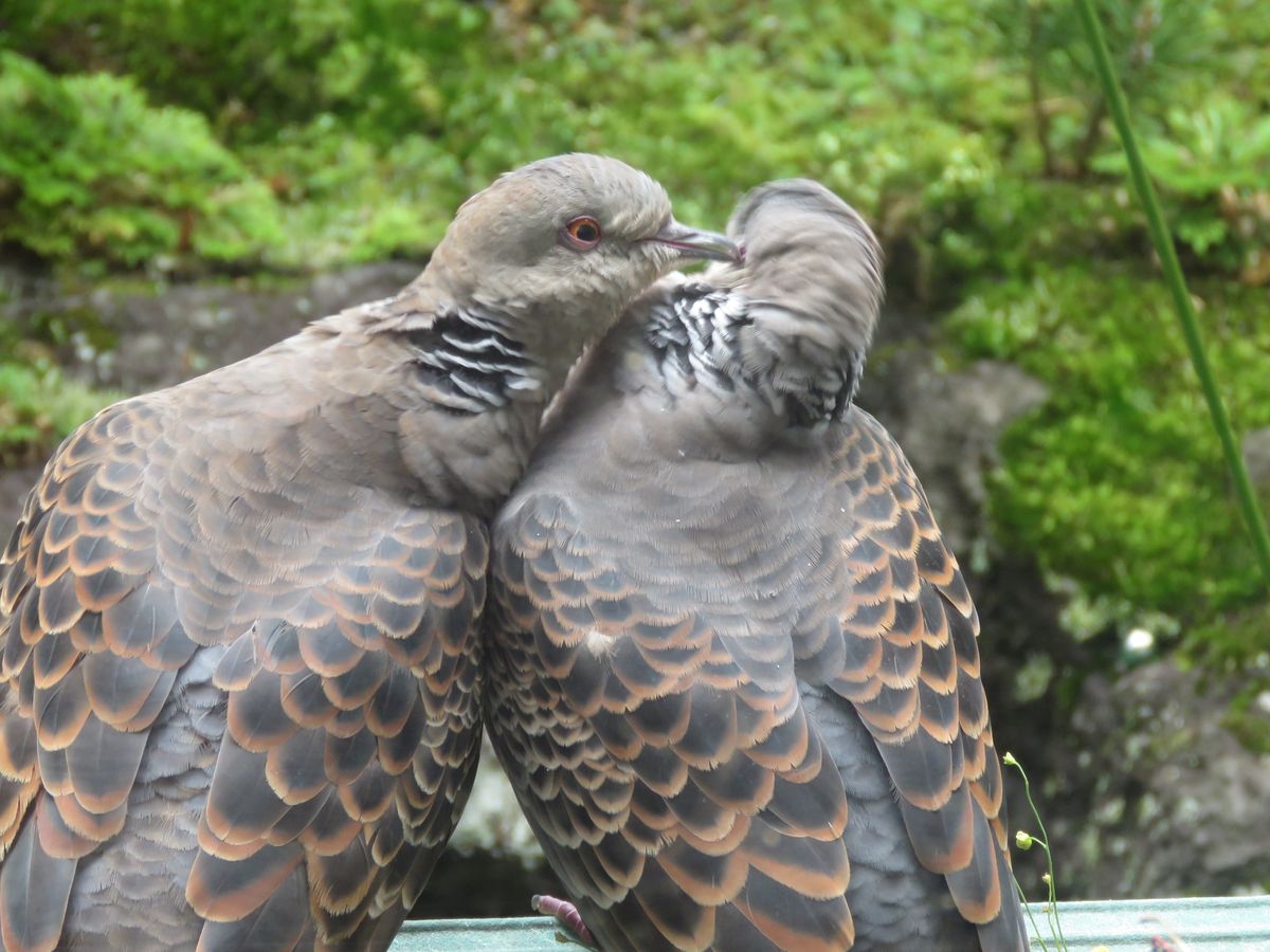 苔庭のひと時