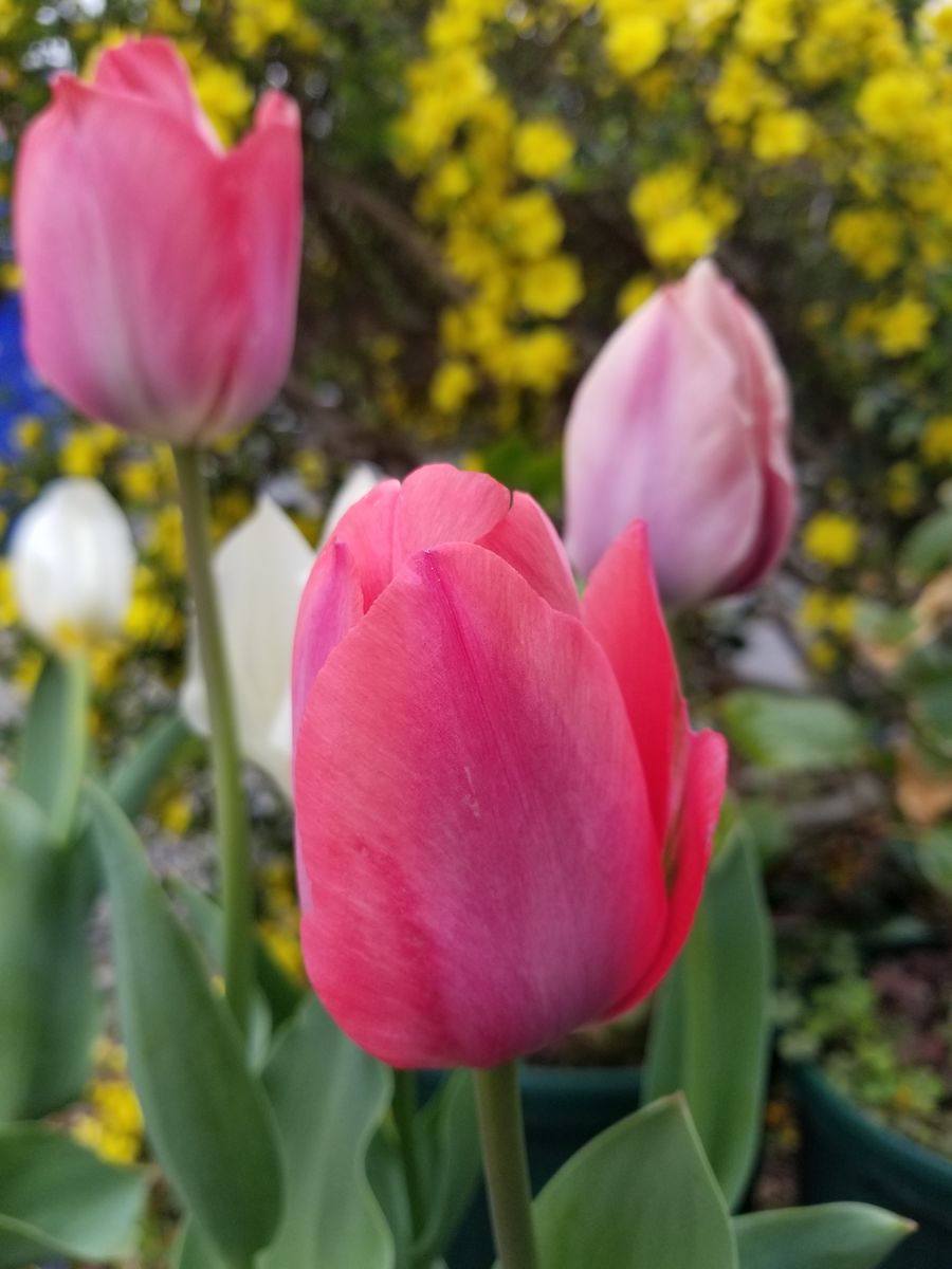 気になる🤔アイスチュ一リップ🌷押し花💠ラックス🌸