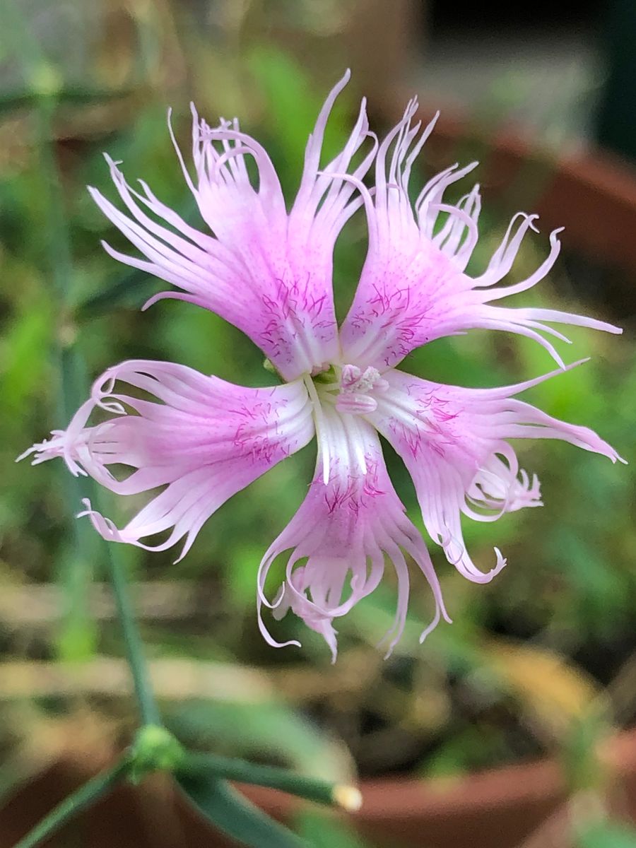 カワラナデシコ初開花🎵