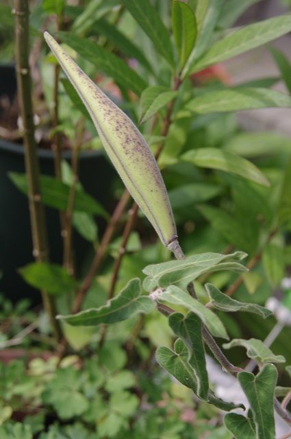 いつも咲いてる丈夫な花