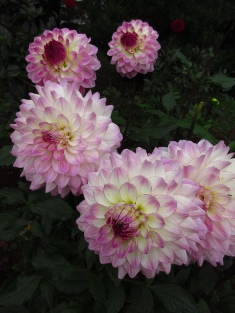 花盛り、秋の植物園。