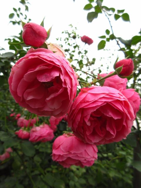 花盛り、秋の植物園。