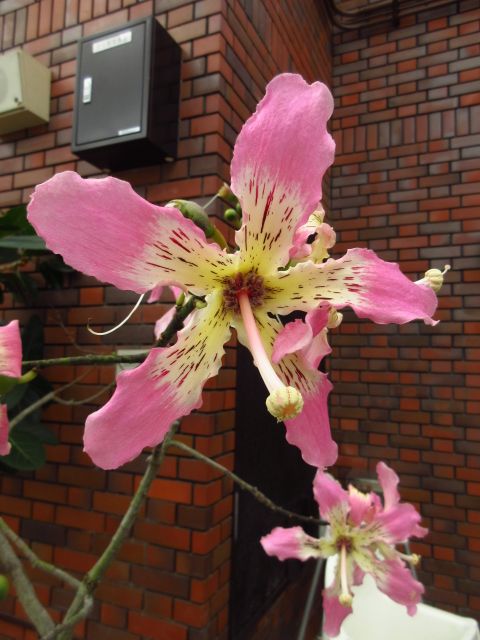 花盛り、秋の植物園。