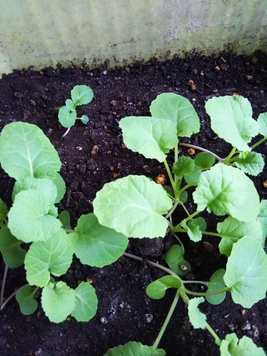 のらぼう菜🌱🌱🌱