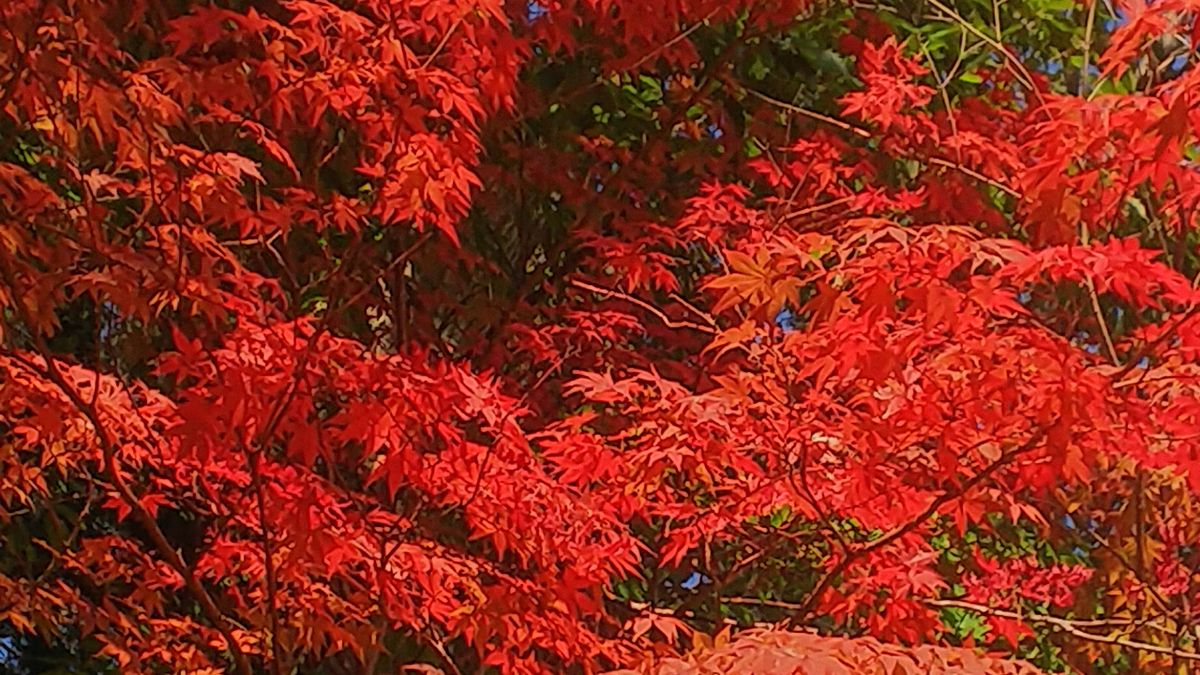 函館⛲️見晴公園の紅葉🍁