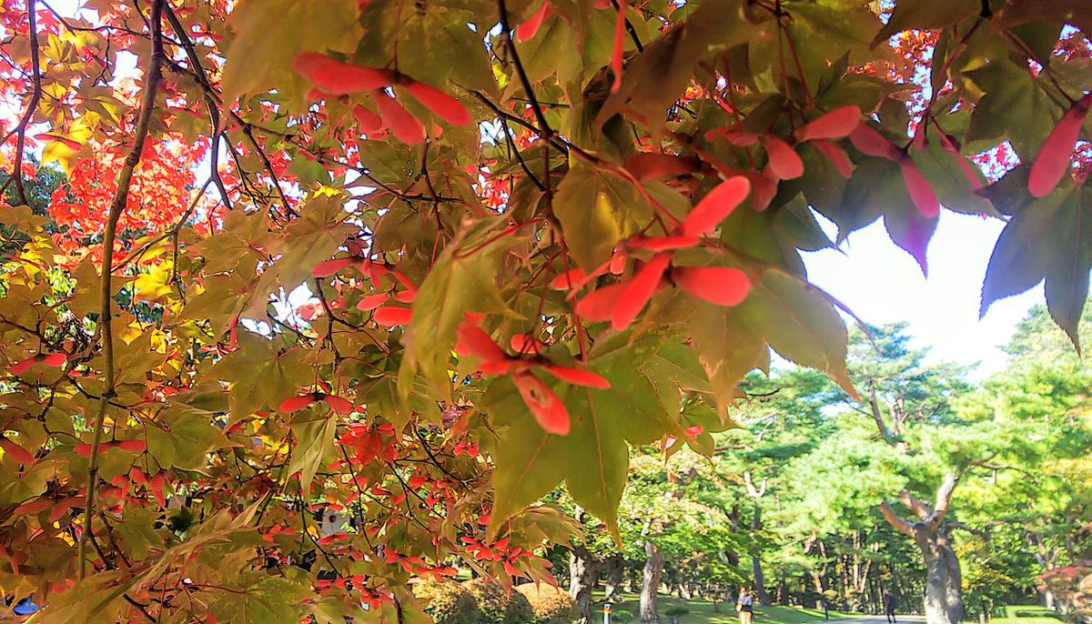 函館⛲️見晴公園の紅葉🍁