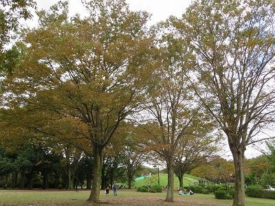 小金井公園_コスモス（東京都小金井市）