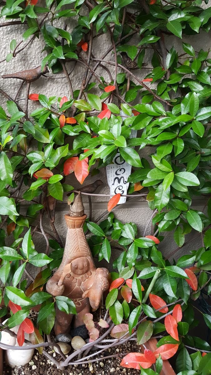 ふくおかルーバルガーデン2～秋の庭便り🍂❗雨の祝賀になりましたが➰のち晴れ⛅