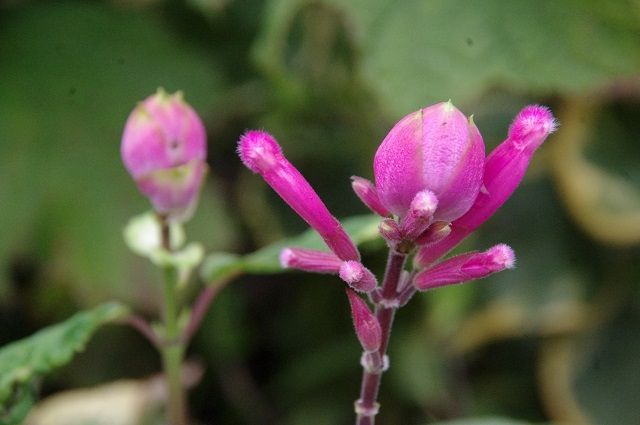 庭の花たち