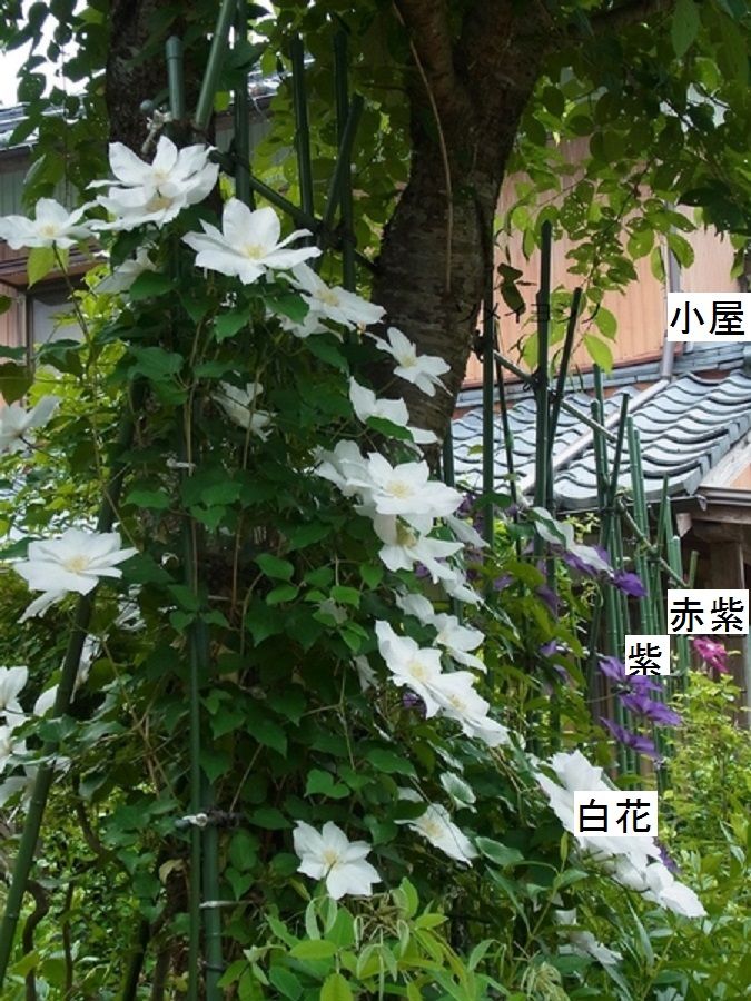 地植えのクレマチスは…