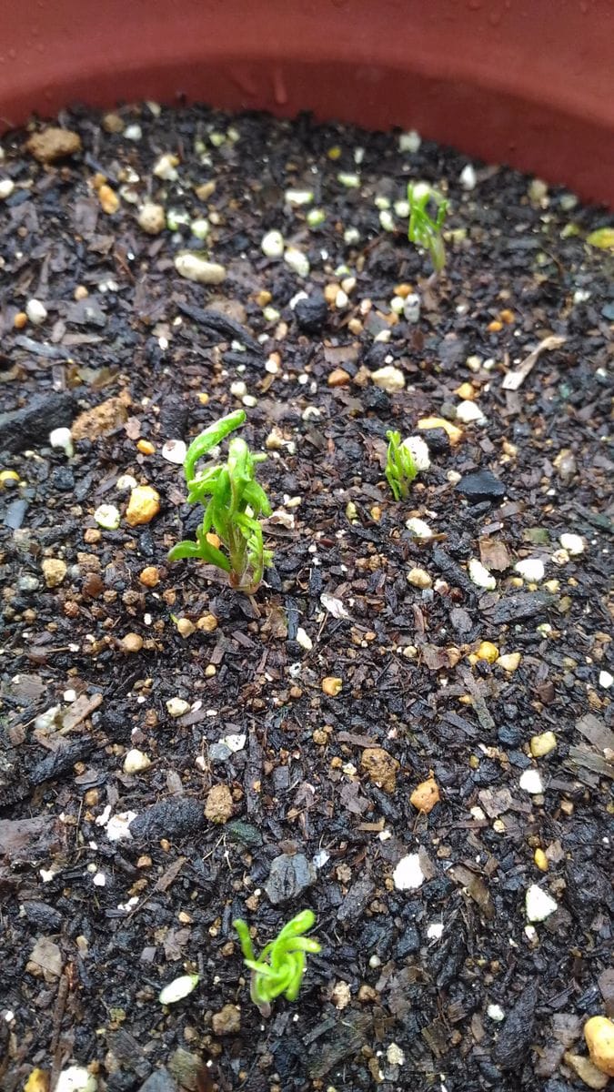 オキザリス🌱発芽