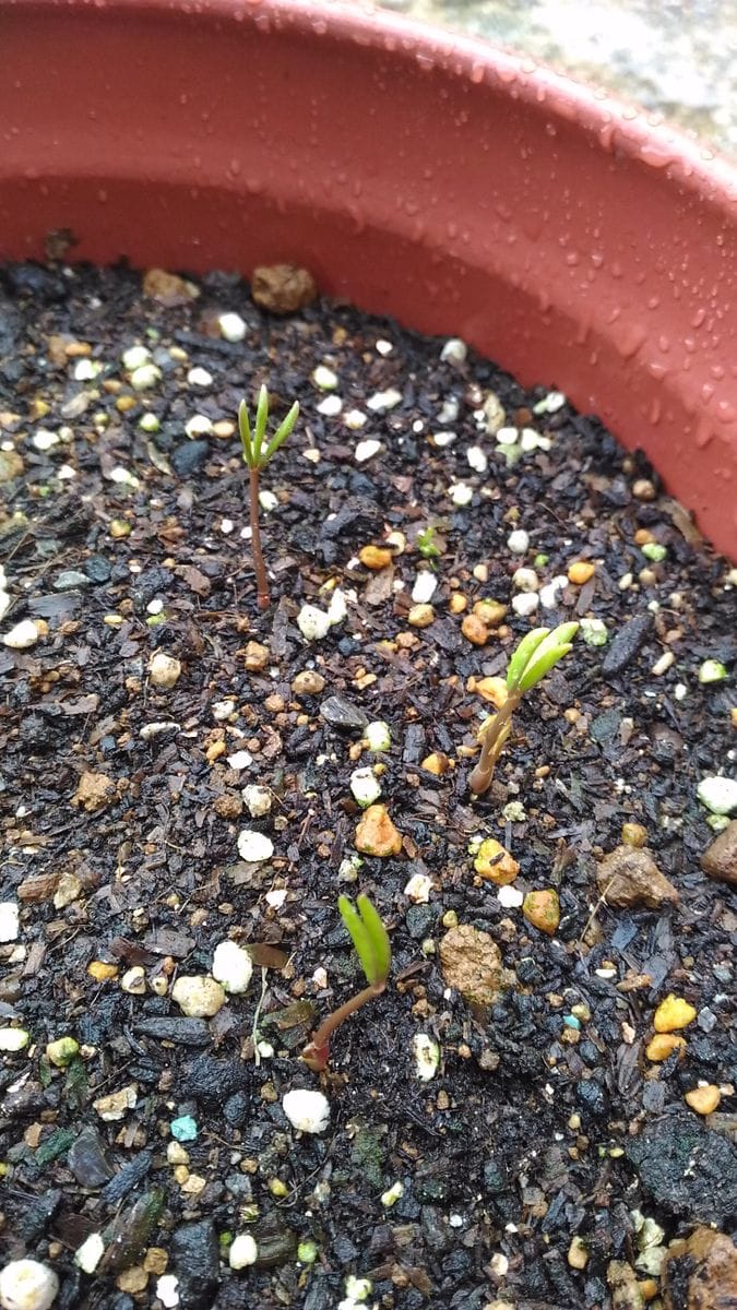 オキザリス🌱発芽