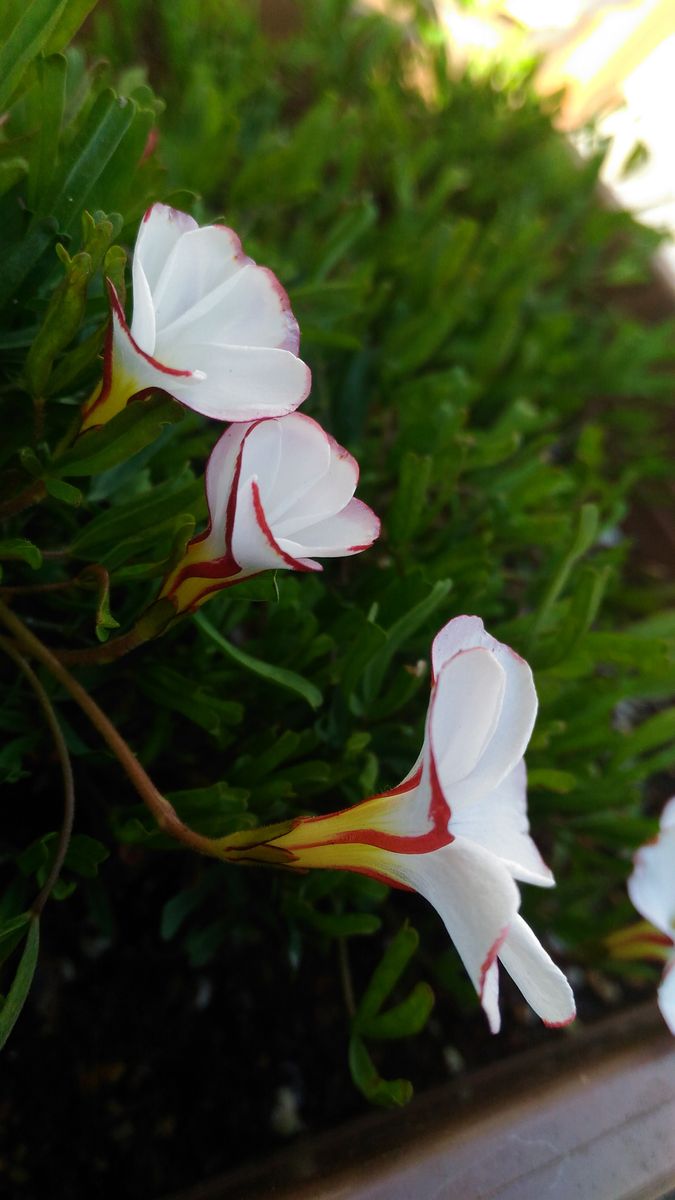 オキザリス🌱発芽