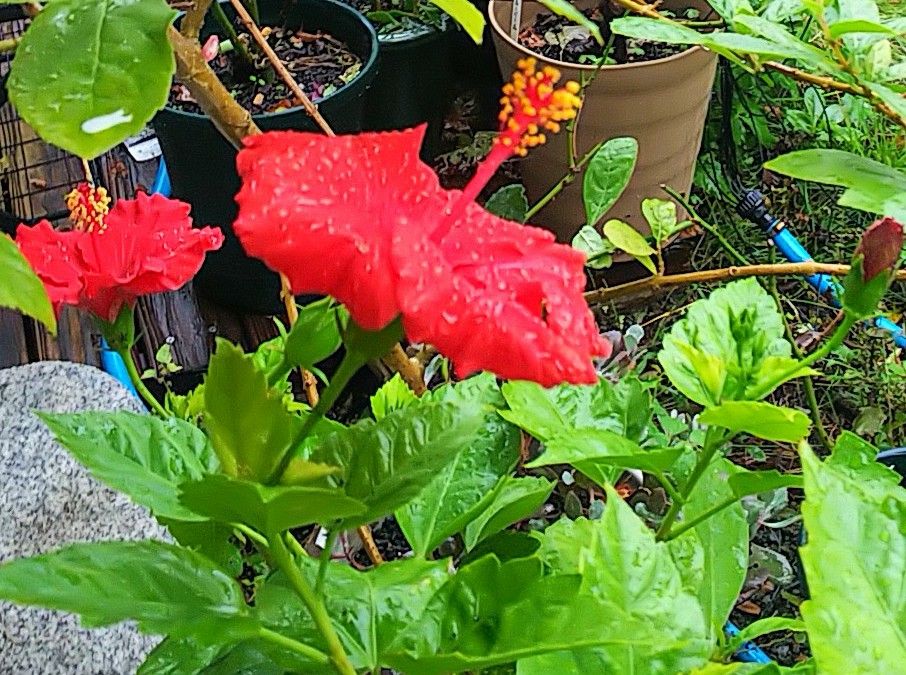 雨のハイビスカス🌺