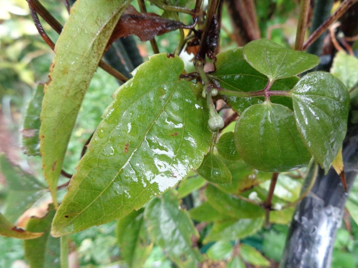 大雨です☔