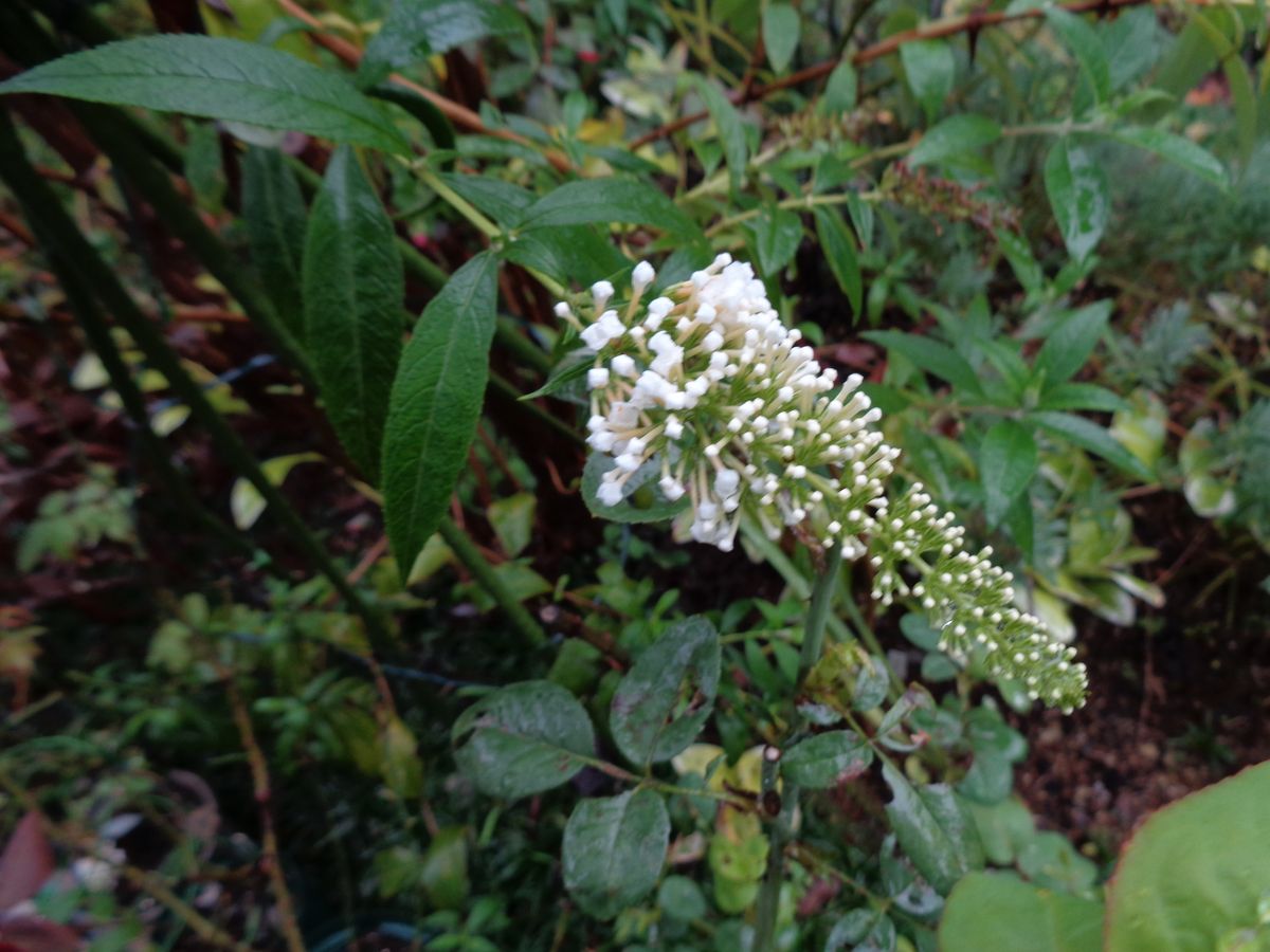 雨の中のお花たち