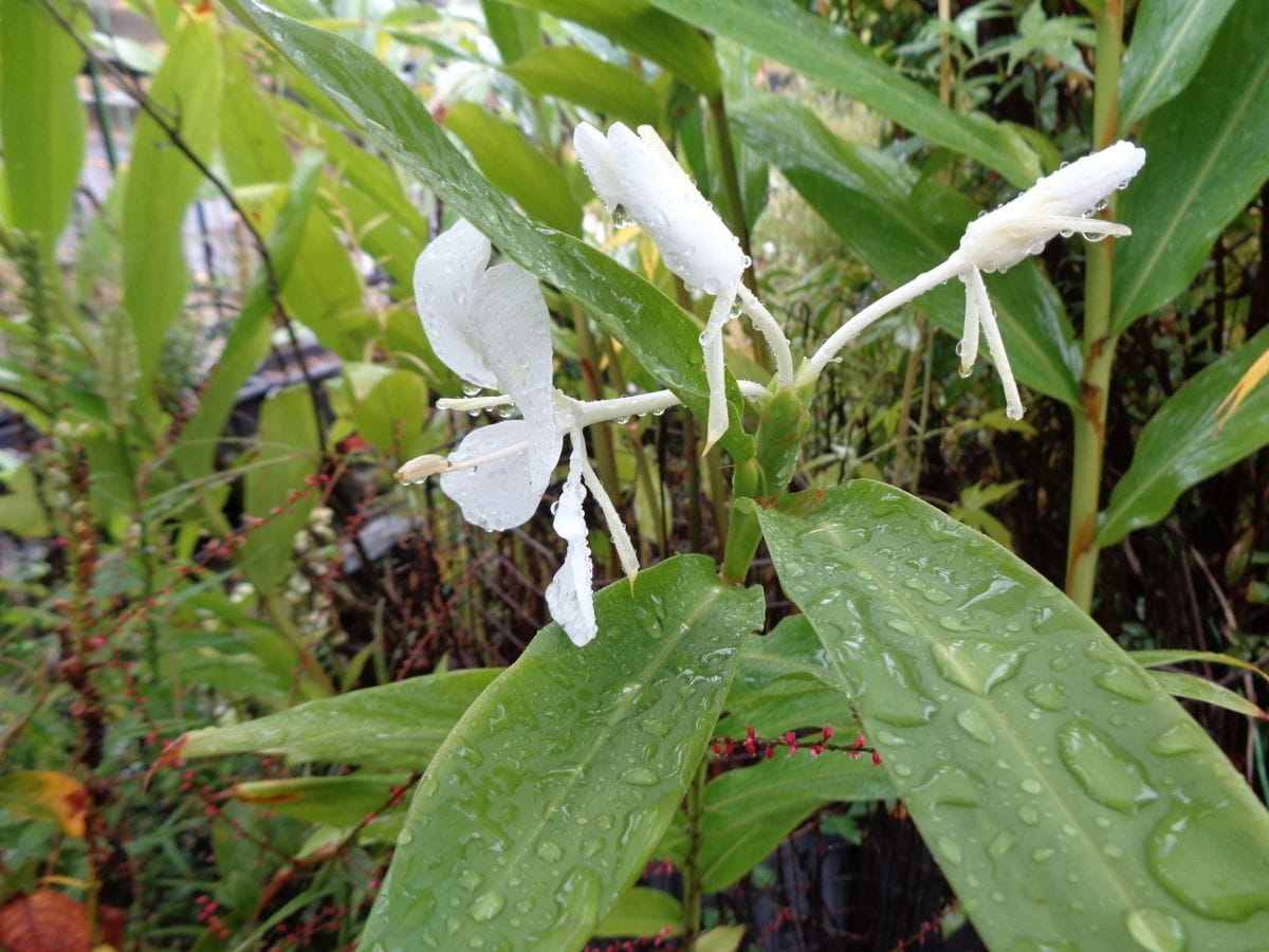 雨の中のお花たち