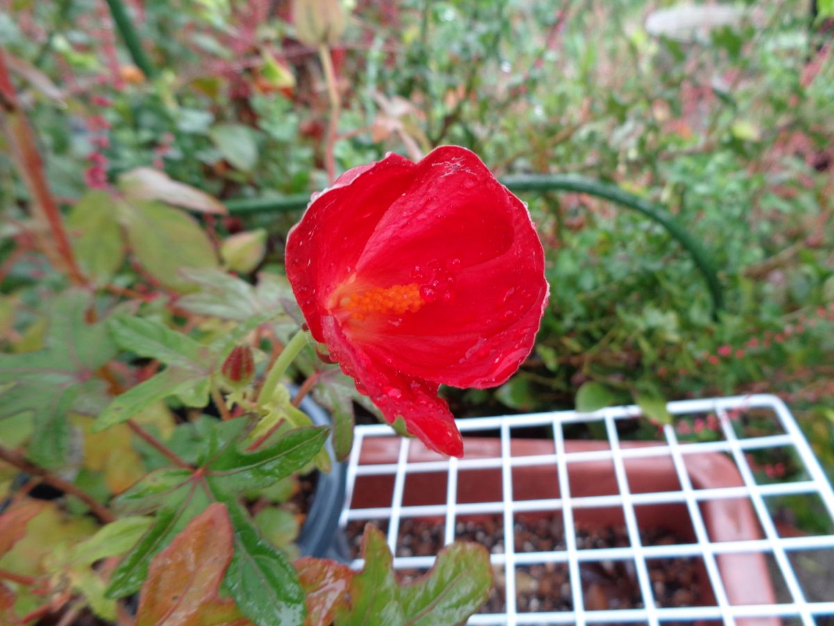 雨の中のお花たち