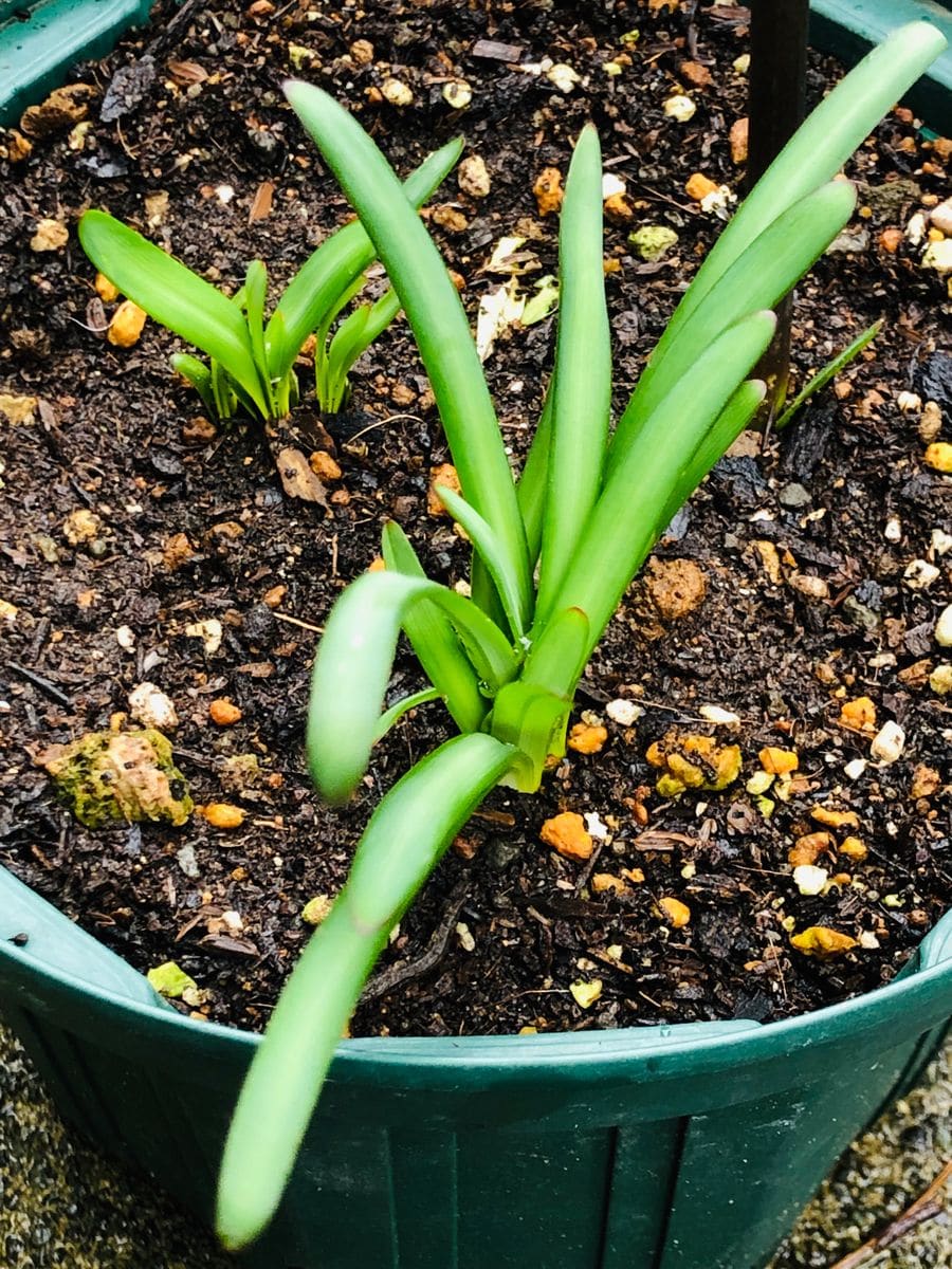 球根の芽吹き🎵