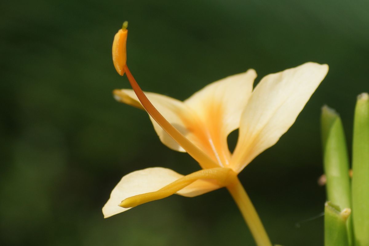 ジンジャーの花