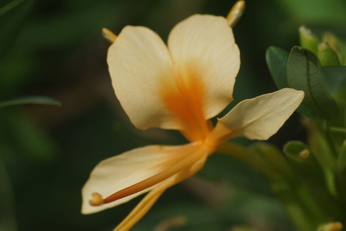 ジンジャーの花