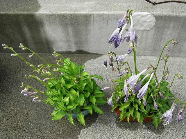 乙女ギボウシの花