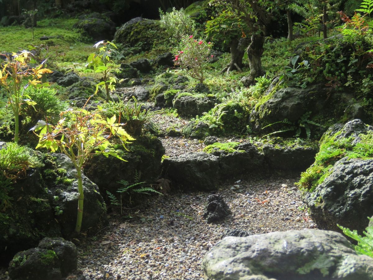 苔を愛でる