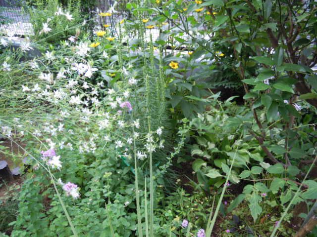 ハーブですが花の名前が解りません