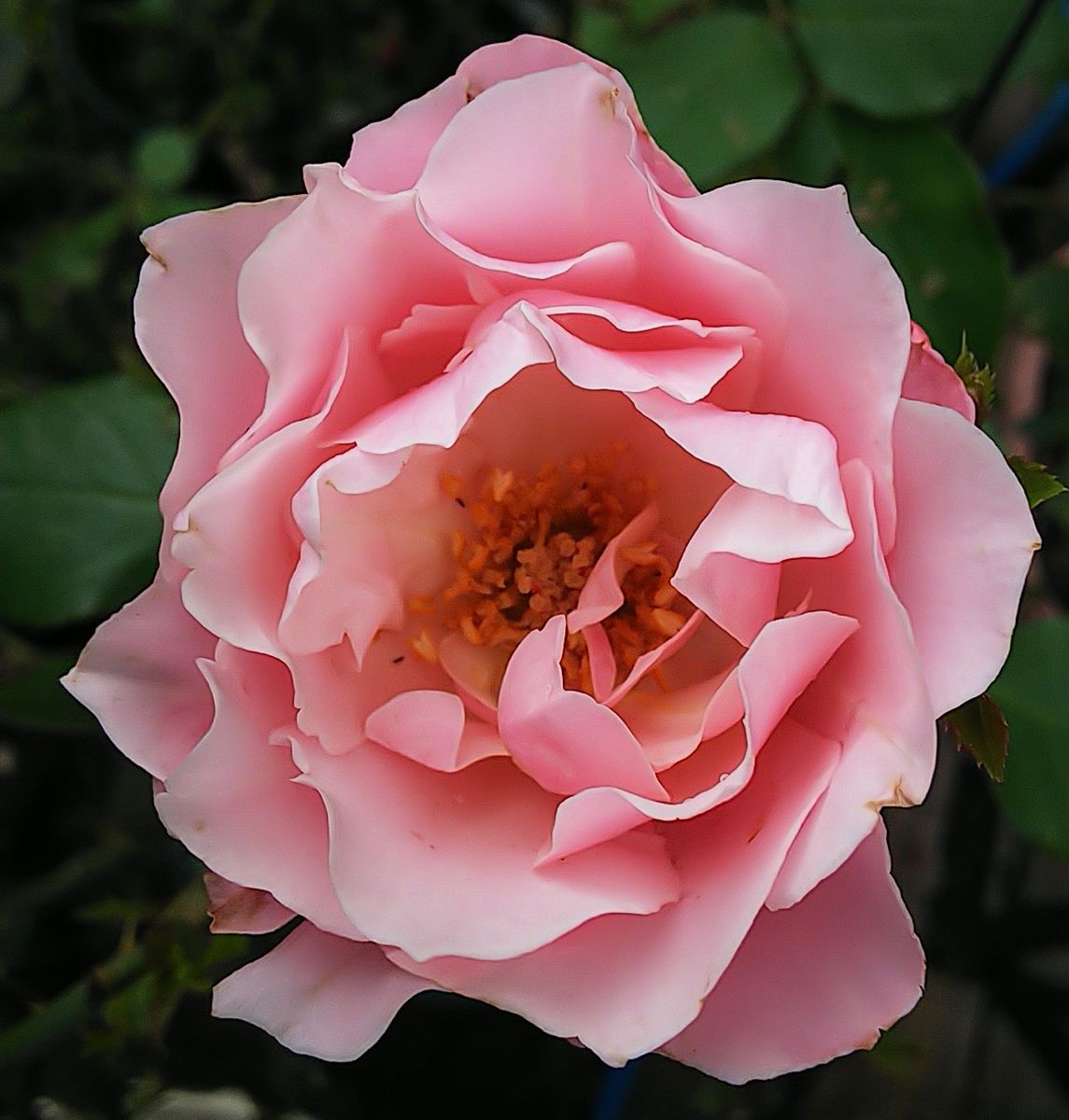 今日の秋薔薇🌹①