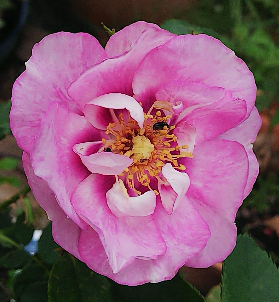 今日の秋薔薇🌹①