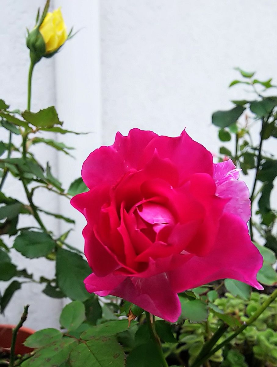 今日の秋薔薇🌹②