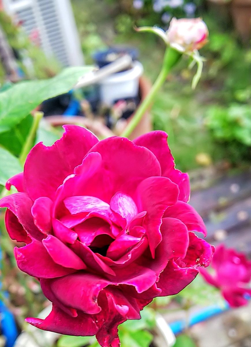 今日の秋薔薇🌹②