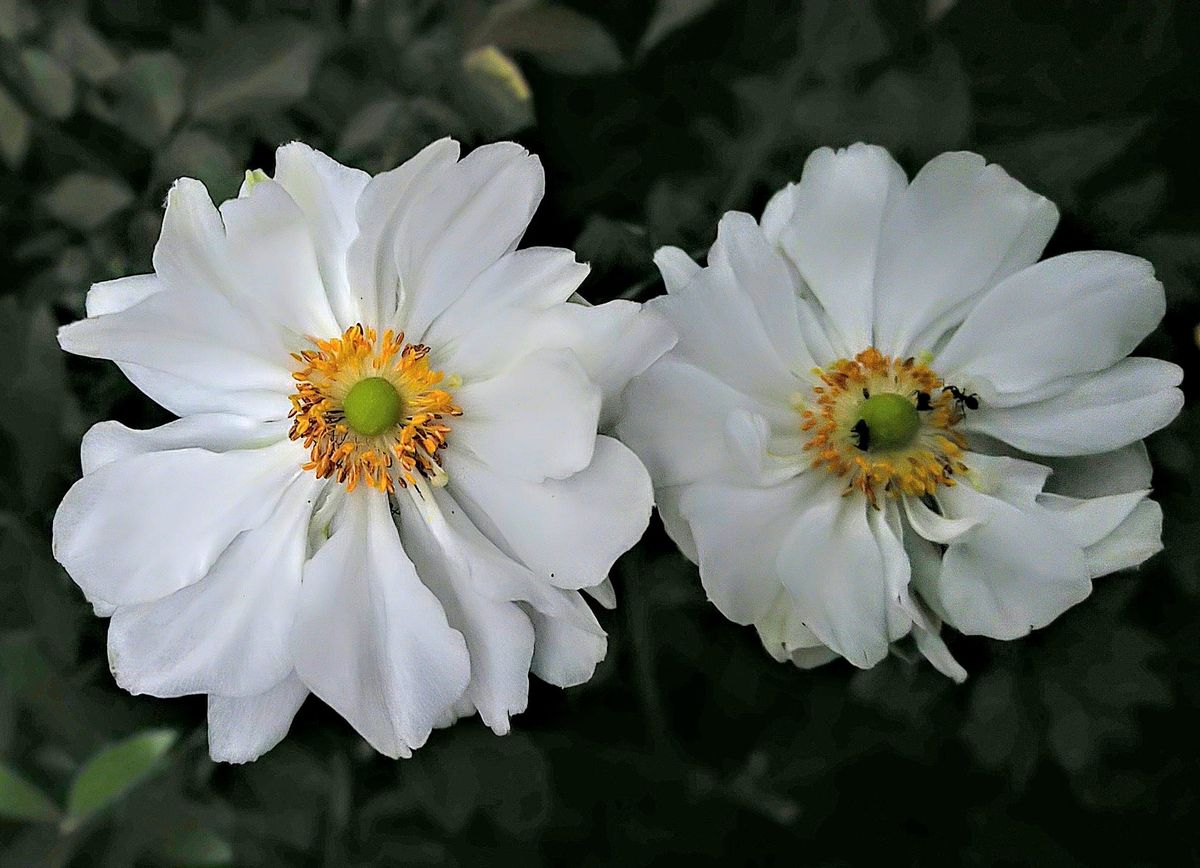 小菊の開花