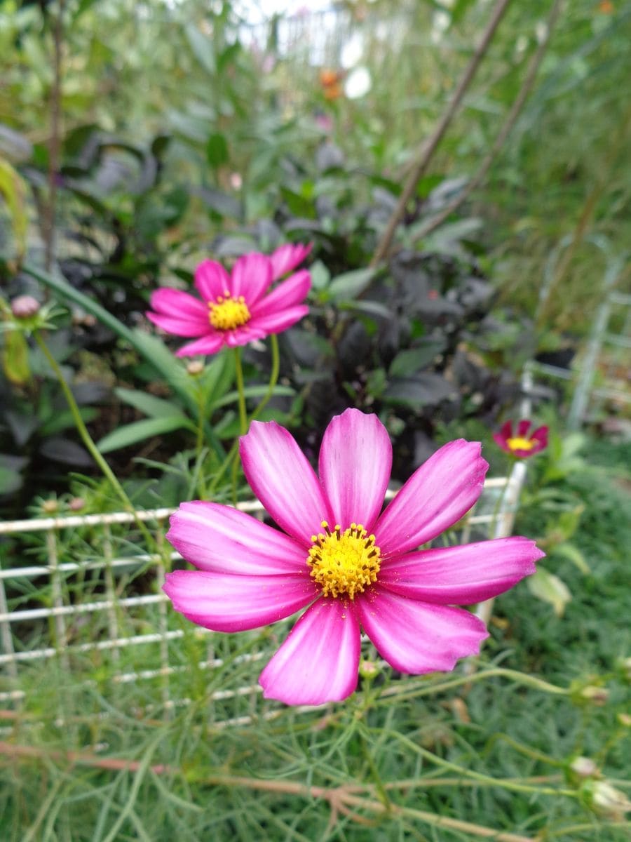 今日の庭から（花編）