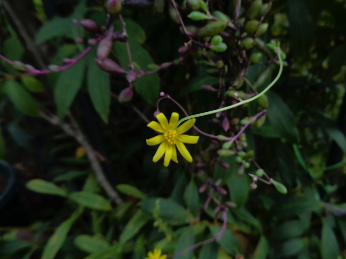 今日の庭から（花編）