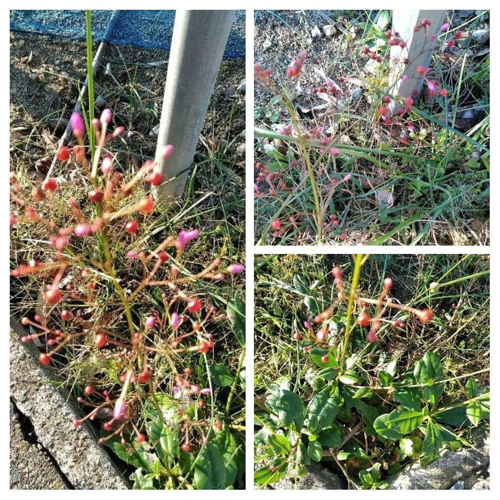 散歩道で見かけた紅葉と花達！